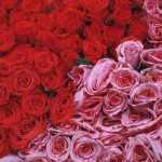 Что можно сделать с лепестками роз